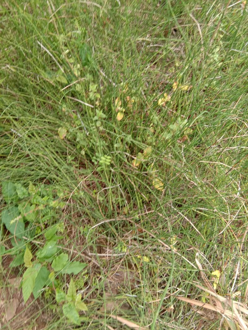 鼻杆草