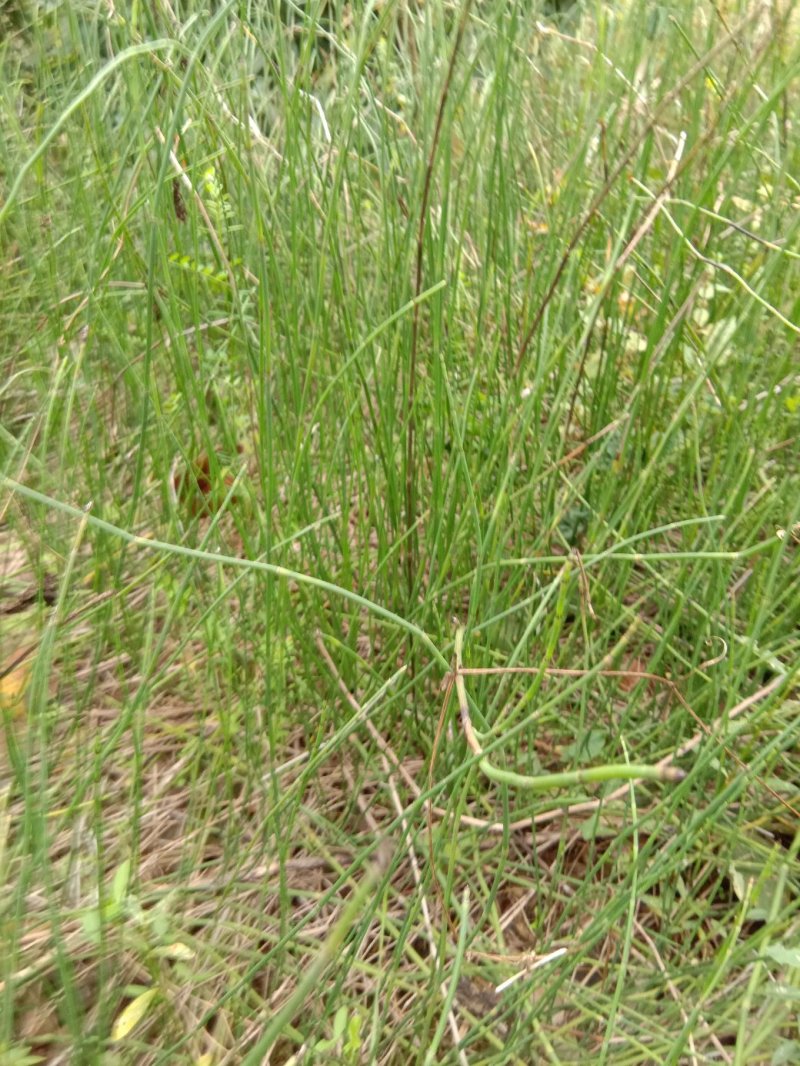 鼻杆草