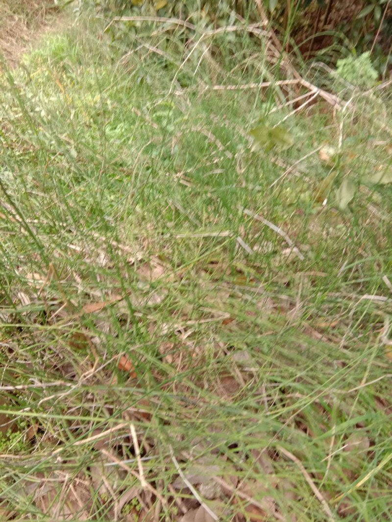 鼻杆草