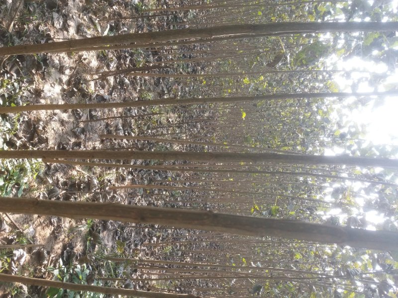 速生无絮杨树苗【基地热卖中】成活率高现挖现卖