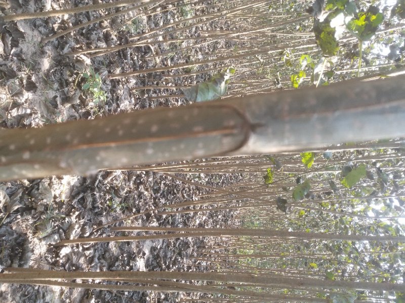 速生无絮杨树苗【基地热卖中】成活率高现挖现卖