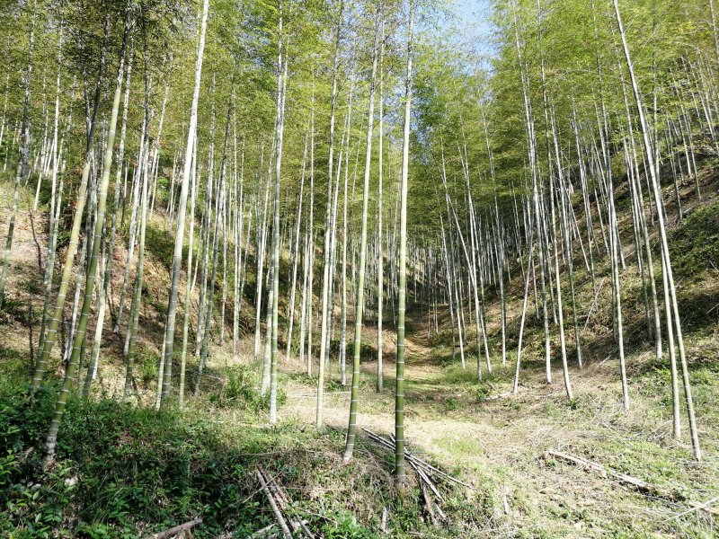 冬笋新鲜野生春笋批发黄泥春笋福建春笋毛竹春笋大量批发