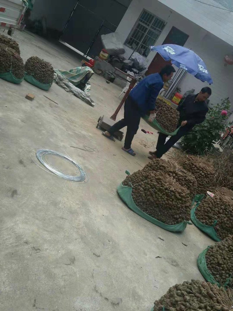 当归，新货，大头，