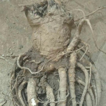 当归，新货，大头，