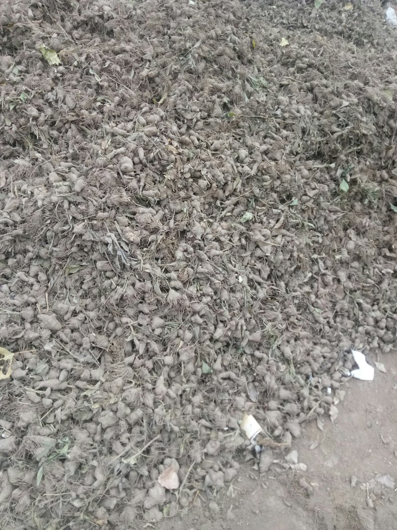 十一月十日白术持续走货中需要的请来电