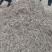 十一月十日白术持续走货中需要的请来电