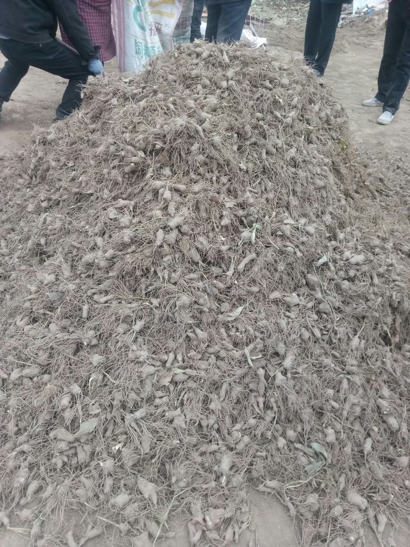 十一月十日白术持续走货中需要的请来电