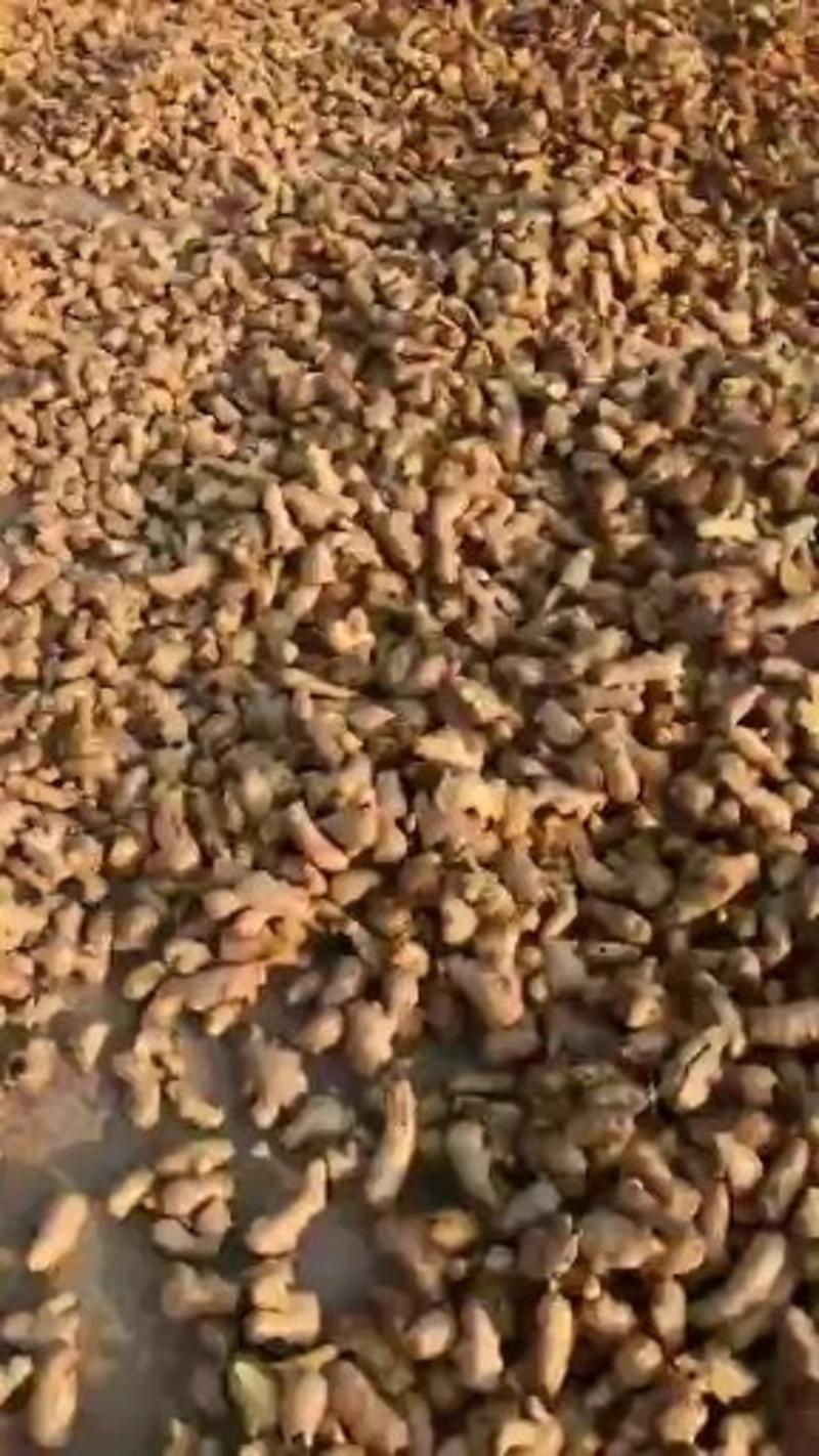 精品姜母产地直供全国发货专业代收保质保量
