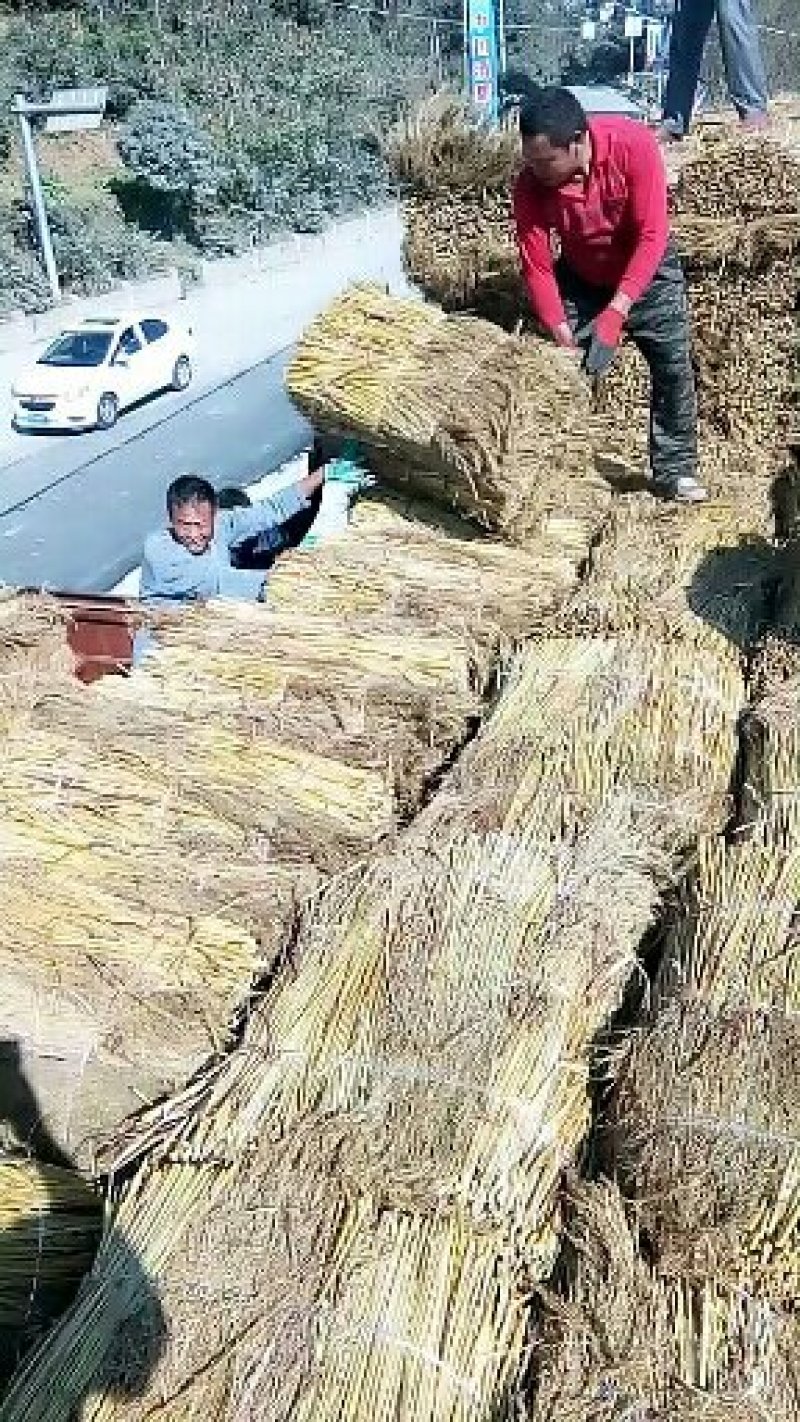 贵州高粱扫帚苗原料加工