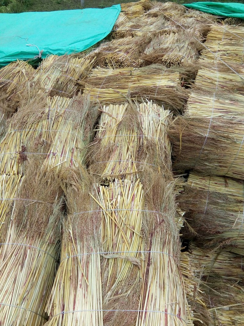 贵州高粱扫帚苗原料加工