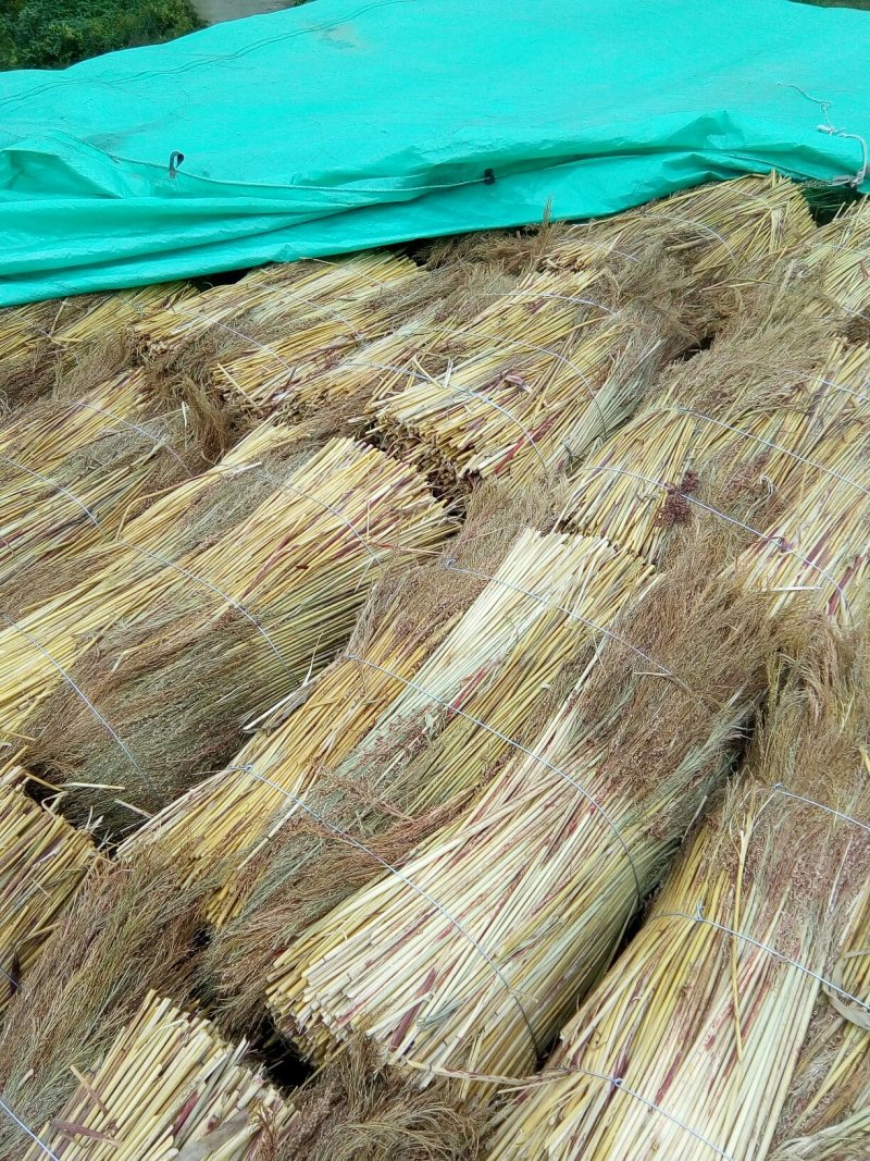 贵州高粱扫帚苗原料加工