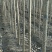 107杨树1--8公分