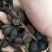 茶油