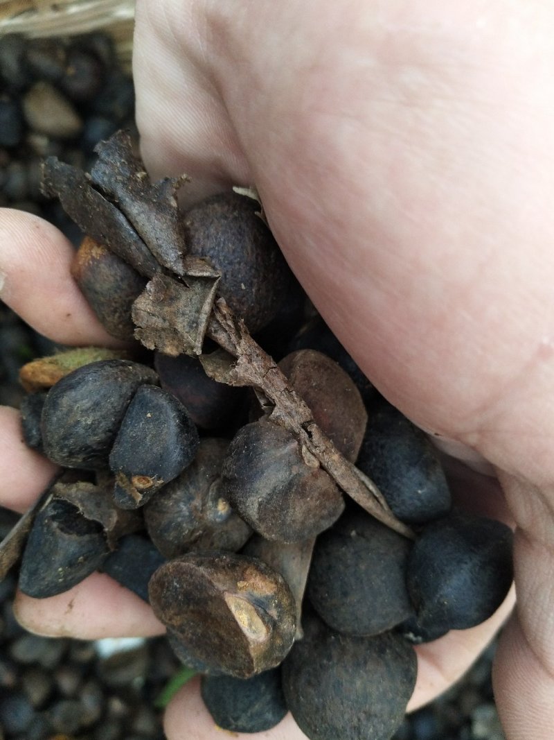 茶油