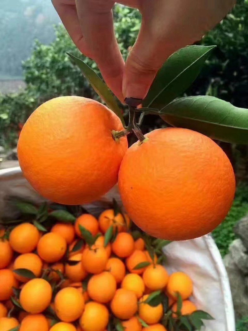 【秭归橙子】湖北脐橙纽荷尔脐橙品质高一手货源长期供货