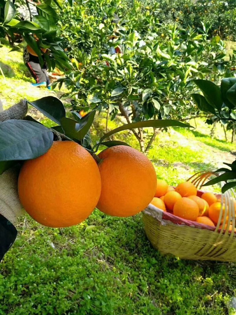 【秭归橙子】湖北脐橙纽荷尔脐橙品质高一手货源长期供货