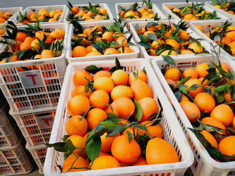 【秭归橙子】湖北脐橙纽荷尔脐橙品质高一手货源长期供货