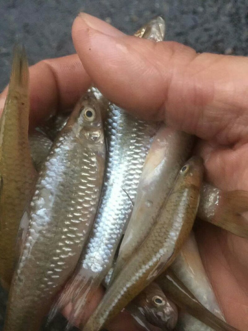 淡水鱼类