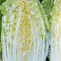 大白菜黄心白菜大量供应，质优价廉欢迎各位客商光临选购