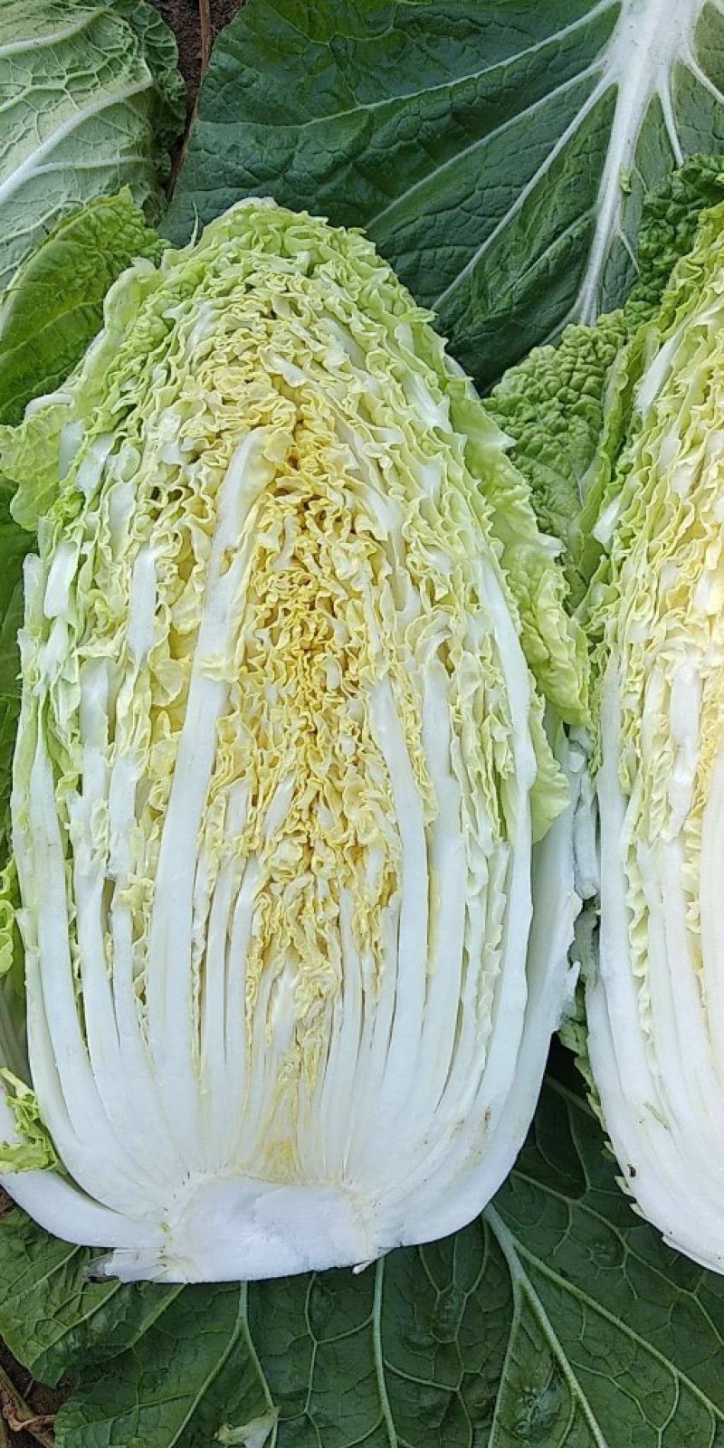 大白菜黄心白菜大量供应，质优价廉欢迎各位客商光临选购