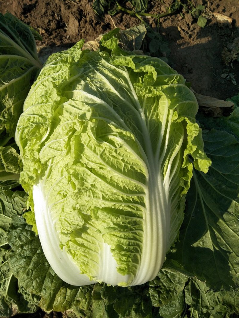 黄心白菜