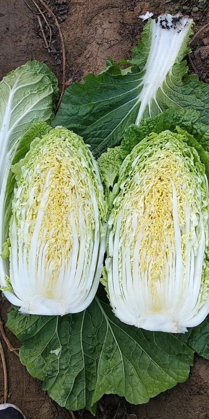 黄心白菜