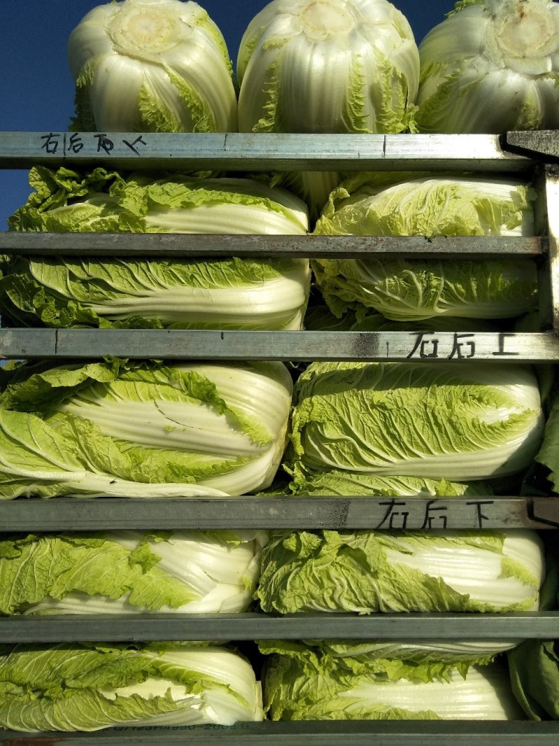 黄心白菜