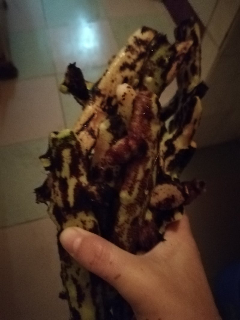 骨碎补鲜货5元一斤