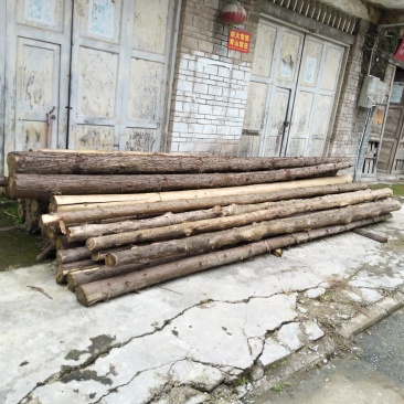 杉树，4米长，10公分大