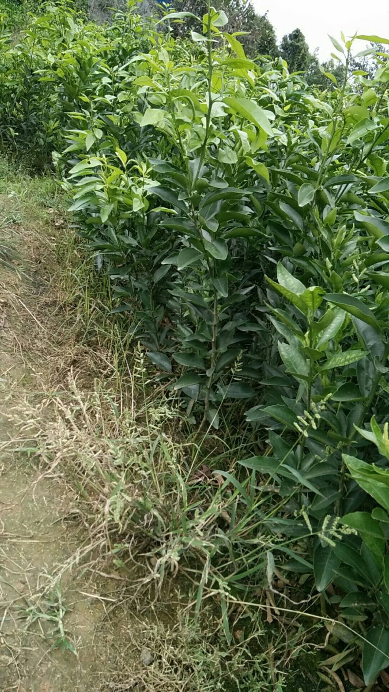 091无核沃柑苗30cm以下基地批发保湿发货假一罚十