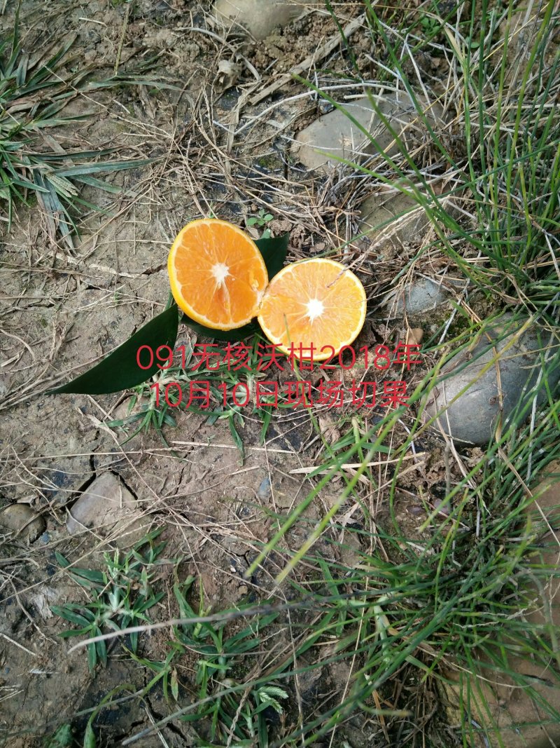 091无核沃柑苗30cm以下基地批发保湿发货假一罚十