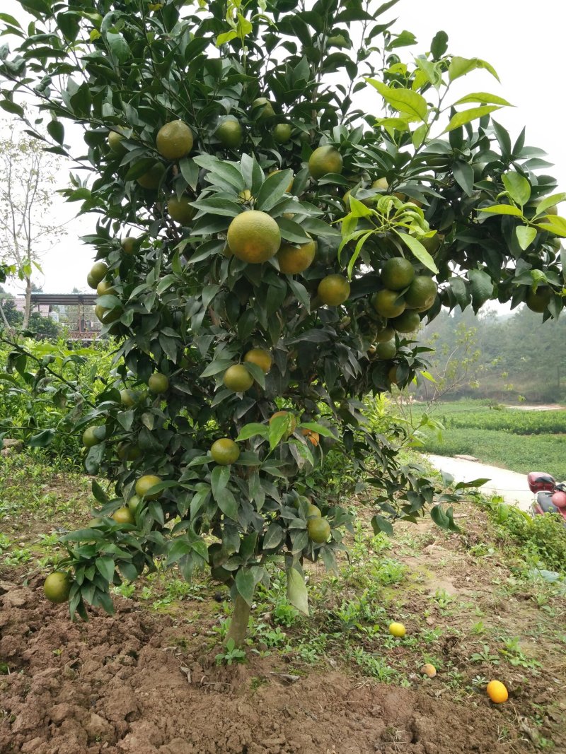 091无核沃柑苗30cm以下基地批发保湿发货假一罚十