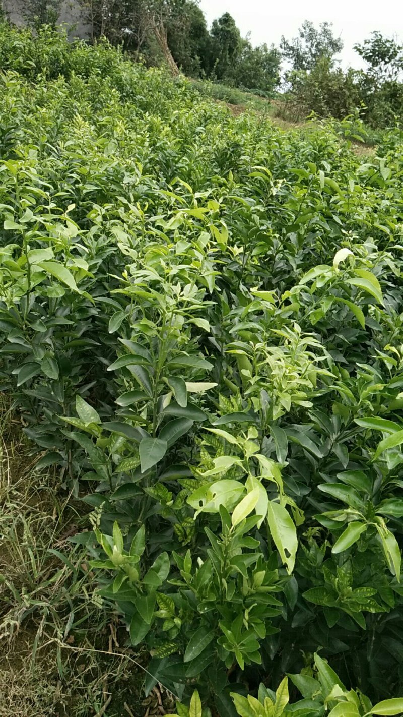 091无核沃柑苗30cm以下基地批发保湿发货假一罚十