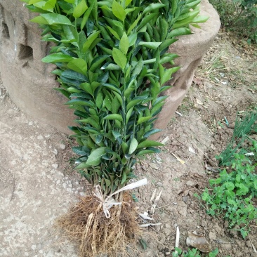 091无核沃柑苗30cm以下基地批发保湿发货假一罚十