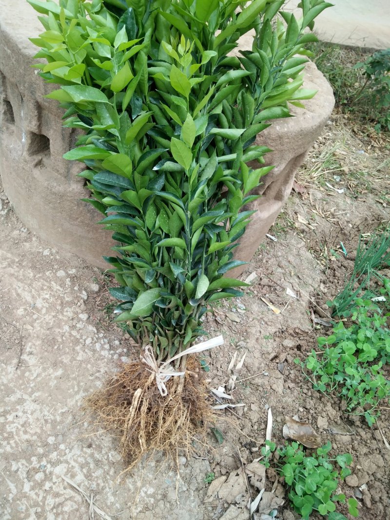 091无核沃柑苗30cm以下基地批发保湿发货假一罚十