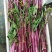 小叶紫菜苔红菜苔菜苔新鲜紫菜苔