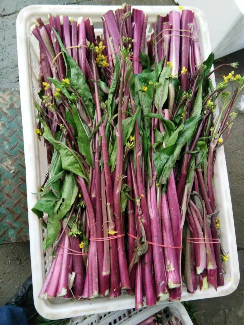 小叶紫菜苔红菜苔菜苔新鲜紫菜苔