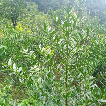 竹柏