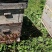 新疆伊犁黑蜂蜂蜜500克