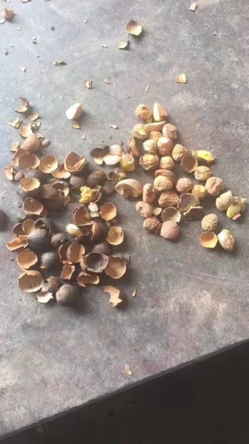 野生珍珠茶籽，好货不多，要货联系我！