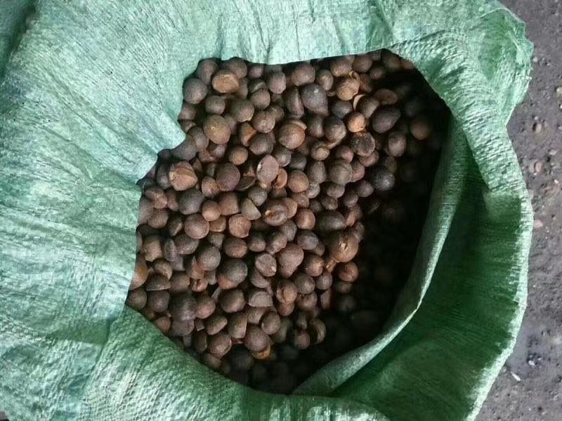 野生珍珠茶籽，好货不多，要货联系我！