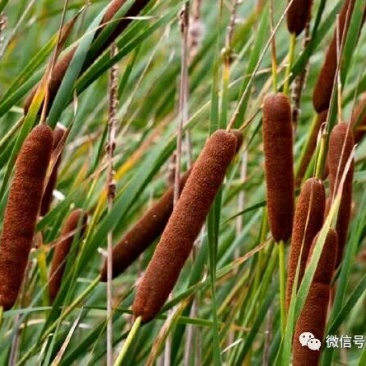 蒲草