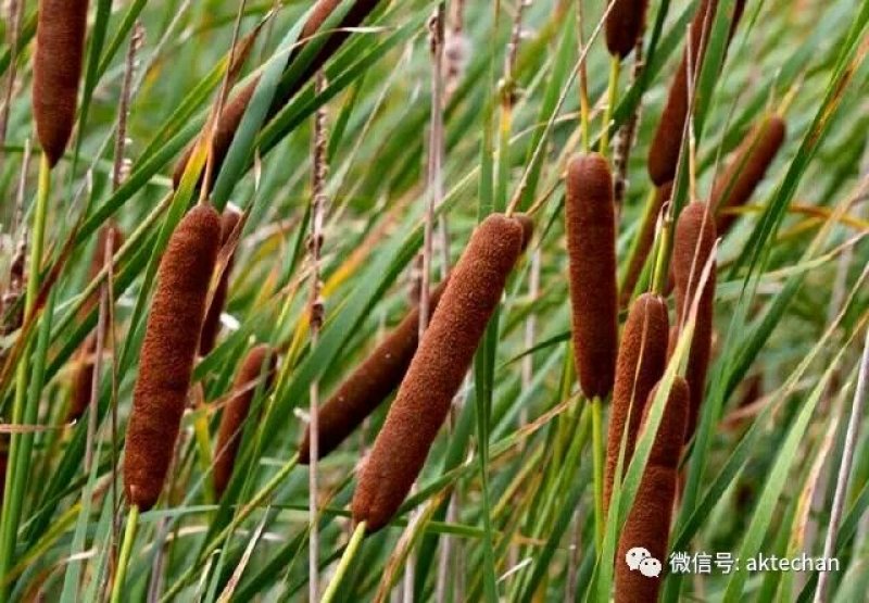 蒲草