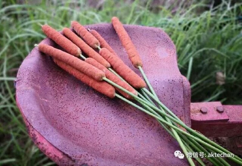 蒲草