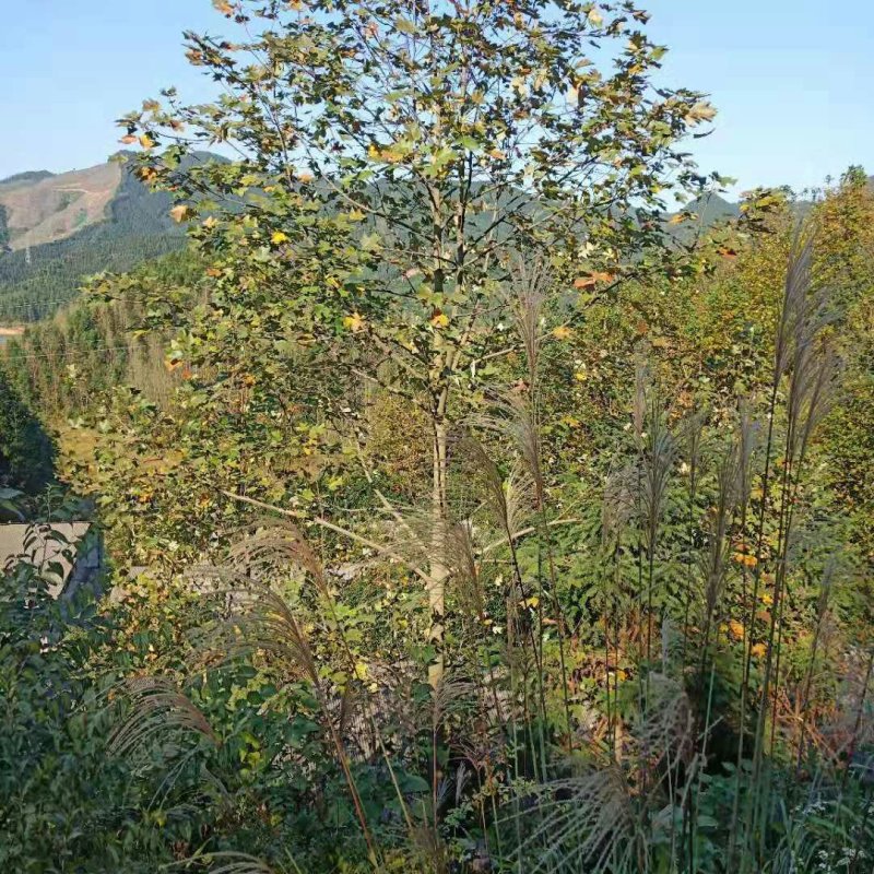 马褂木鹅掌揪十公分十二公分十五公分十八公分二十公分