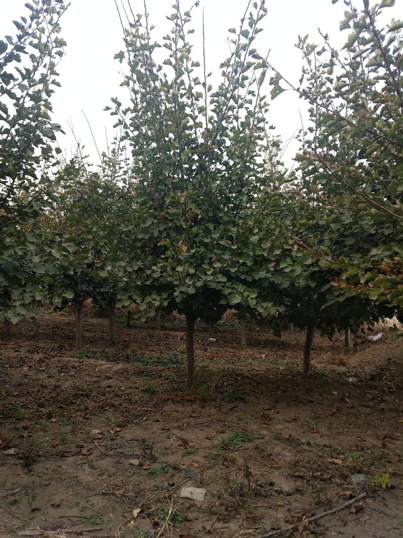 山楂树4~15cm1.5~2-5米