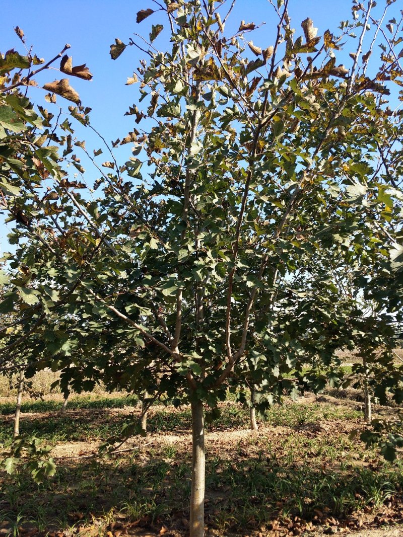 山楂树4~15cm1.5~2-5米