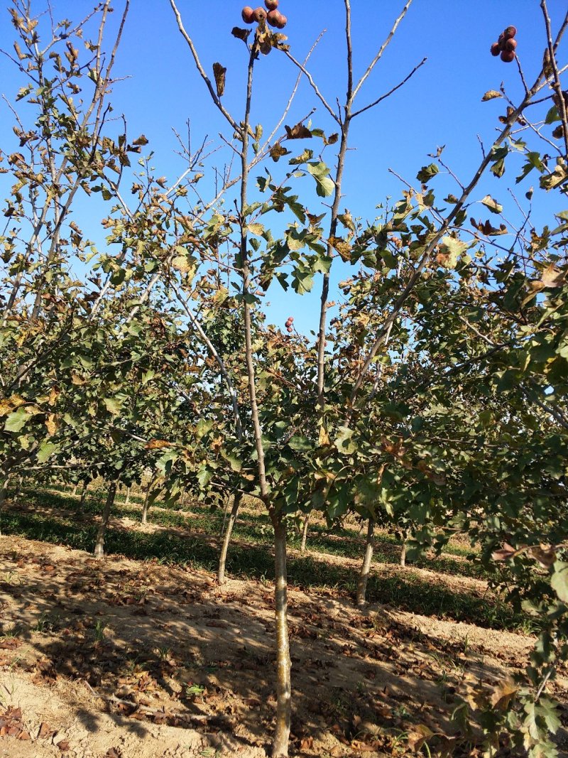 山楂树4~15cm1.5~2-5米