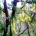 金雀花