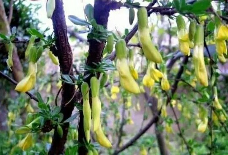 金雀花